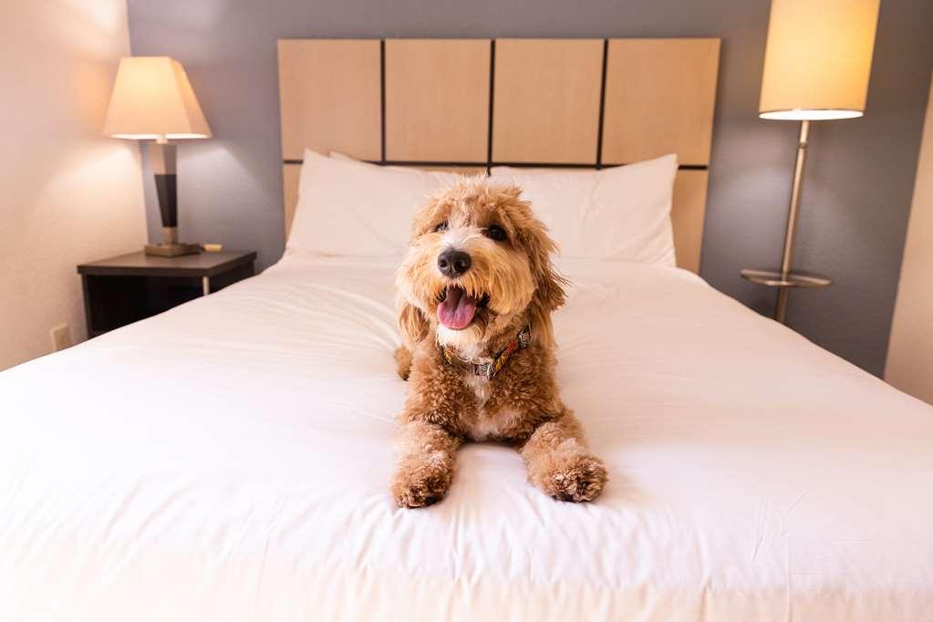 Sonesta Simply Suites Nashville ブレントウッド 部屋 写真